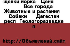 щенки йорка › Цена ­ 15 000 - Все города Животные и растения » Собаки   . Дагестан респ.,Геологоразведка п.